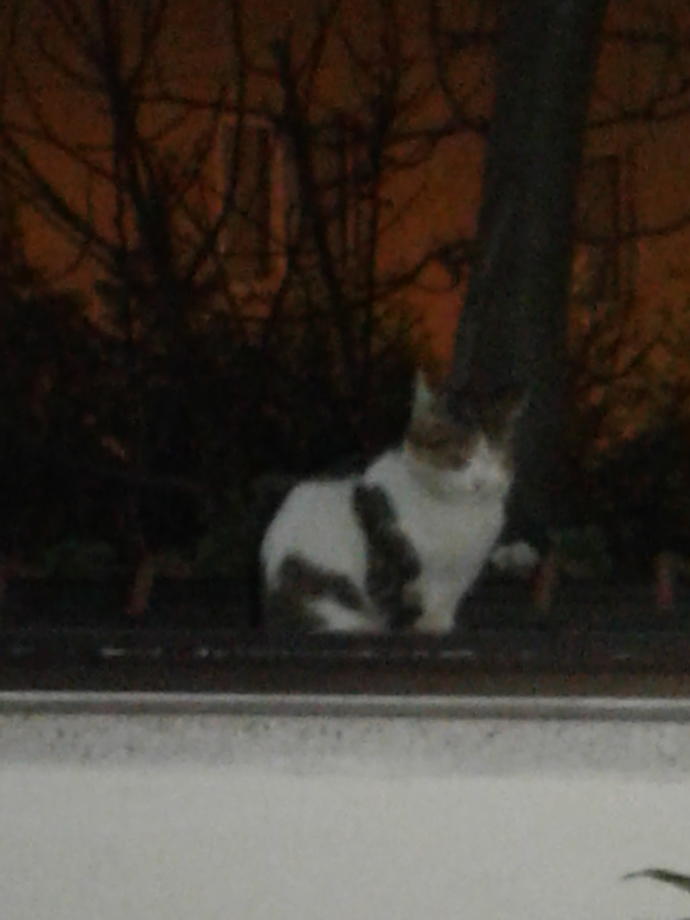 Kediler Hakkında Bilmediğimiz, Öğrendikten Sonra Kedi Olma İsteği Uyandıran Bilgiler!
