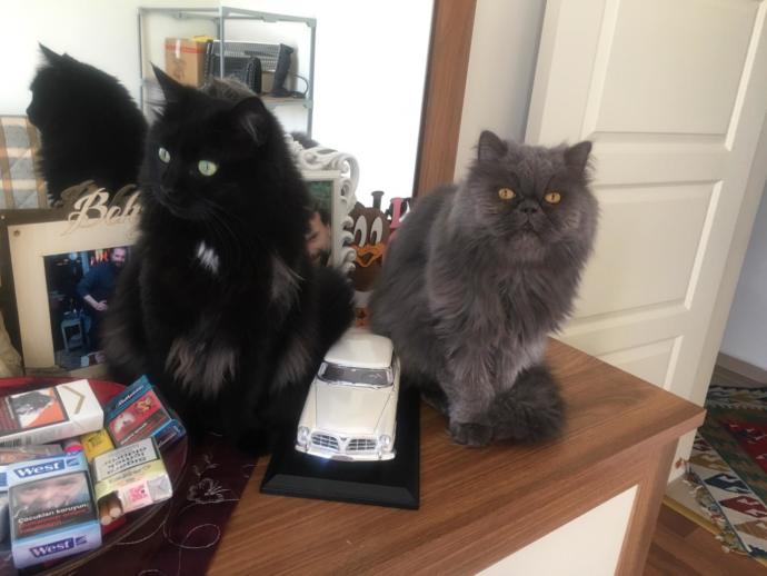 Kediler Hakkında Bilmediğimiz, Öğrendikten Sonra Kedi Olma İsteği Uyandıran Bilgiler!