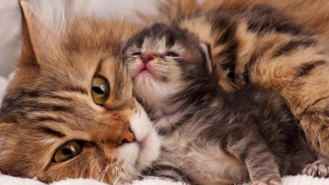 Kediler Hakkında Bilmediğimiz, Öğrendikten Sonra Kedi Olma İsteği Uyandıran Bilgiler!