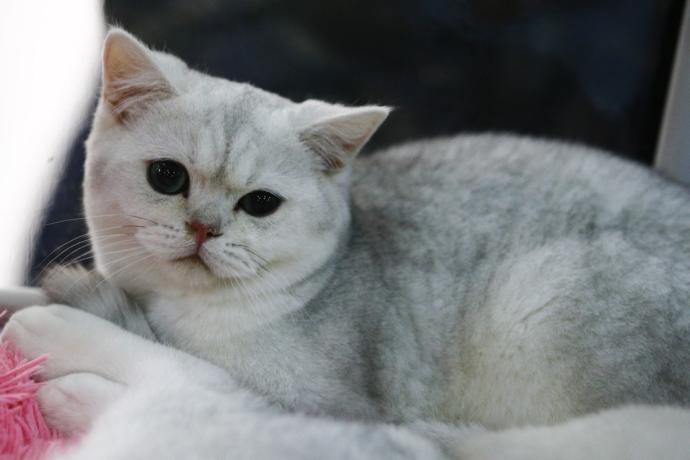 Kediciler Buraya! Kedi Show