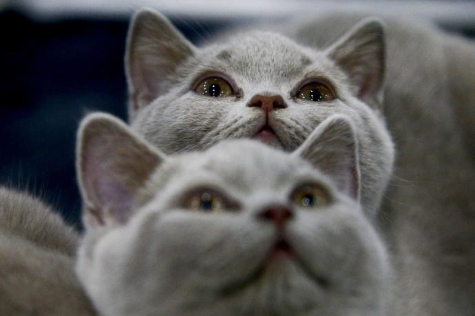 Kediciler Buraya! Kedi Show