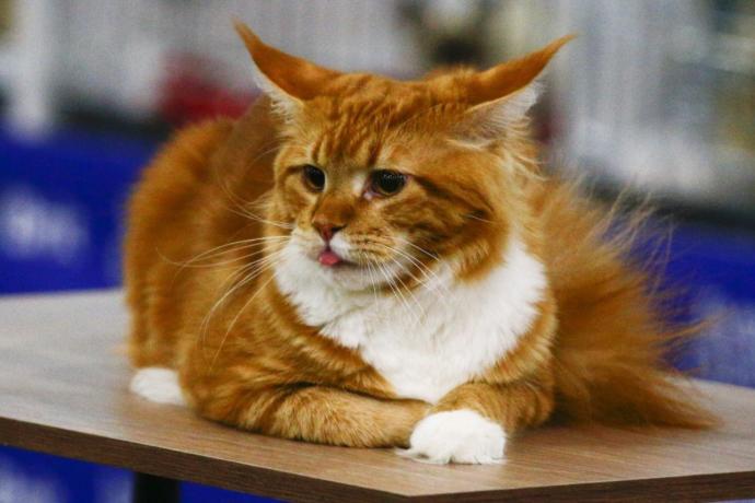 Kediciler Buraya! Kedi Show