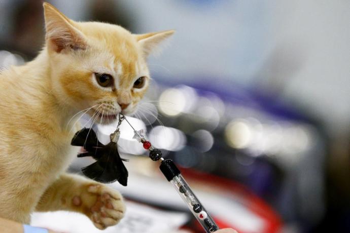 Kediciler Buraya! Kedi Show