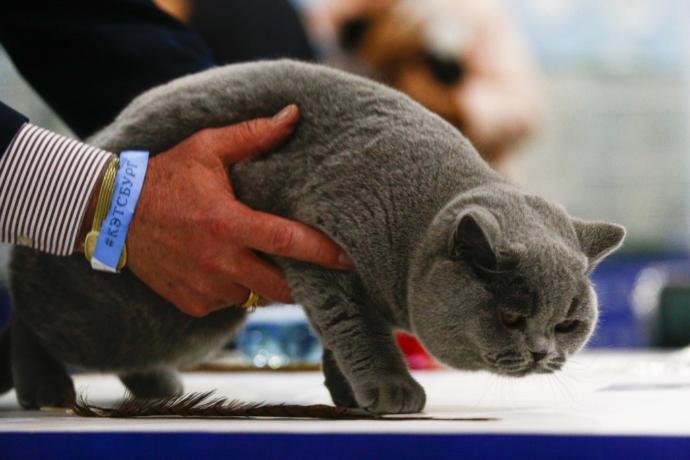 Kediciler Buraya! Kedi Show