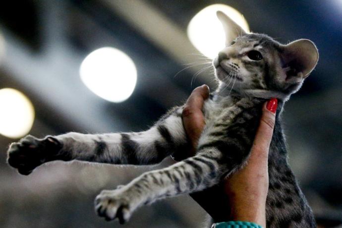 Kediciler Buraya! Kedi Show