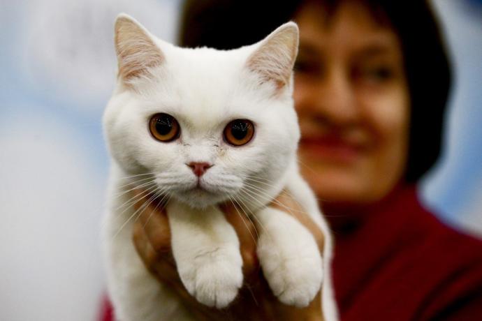 Kediciler Buraya! Kedi Show