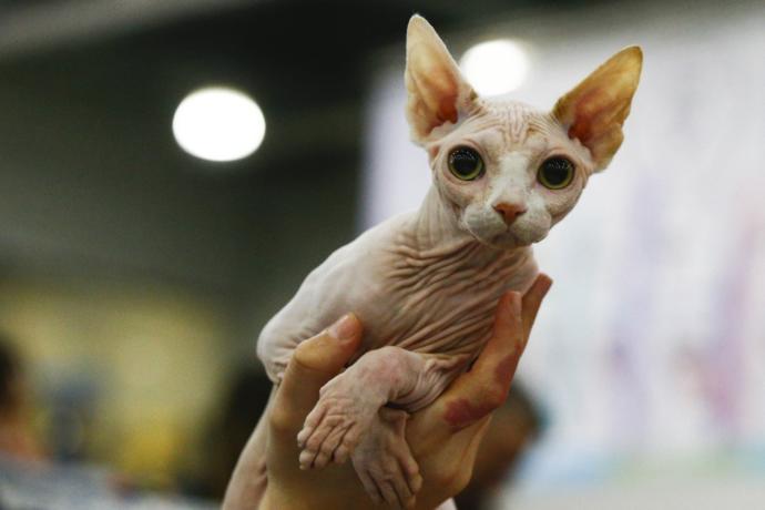 Kediciler Buraya! Kedi Show