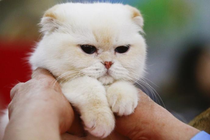 Kediciler Buraya! Kedi Show