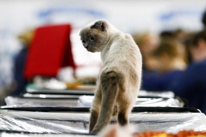 Kediciler Buraya! Kedi Show