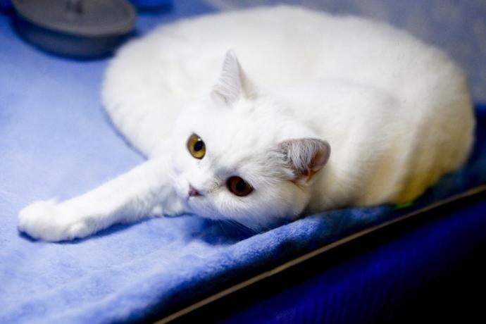 Kediciler Buraya! Kedi Show