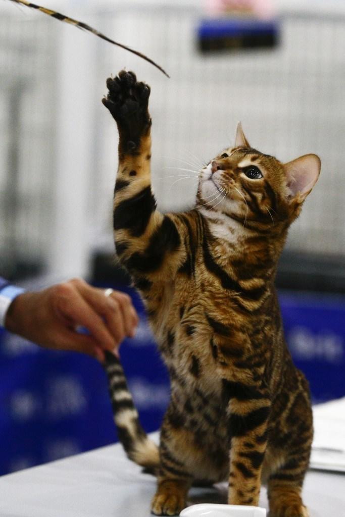 Kediciler Buraya! Kedi Show