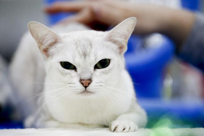 Kediciler Buraya! Kedi Show