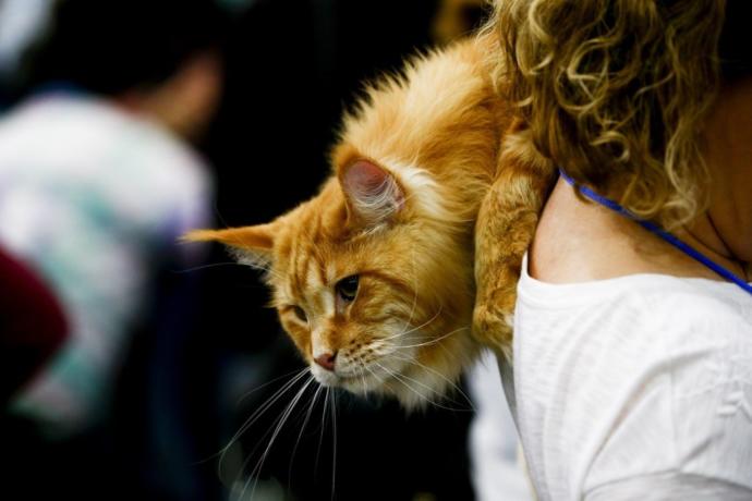 Kediciler Buraya! Kedi Show