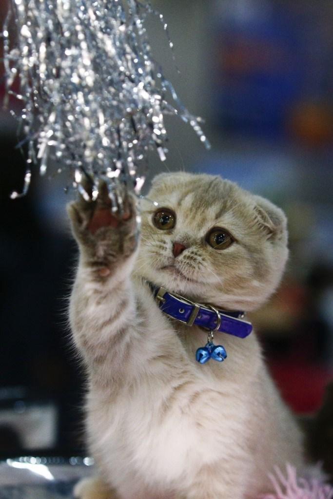 Kediciler Buraya! Kedi Show