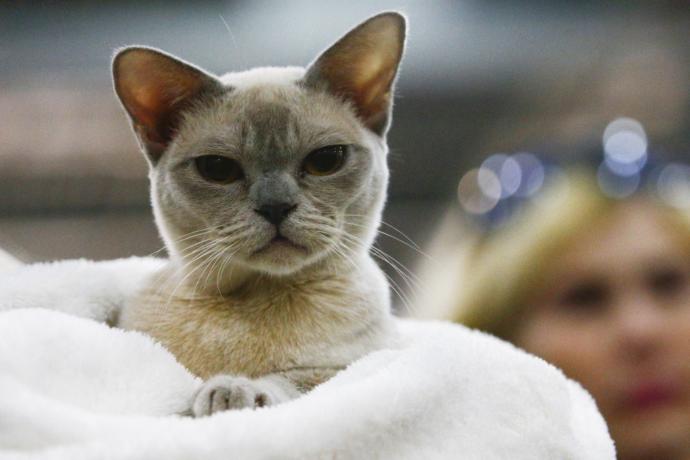 Kediciler Buraya! Kedi Show