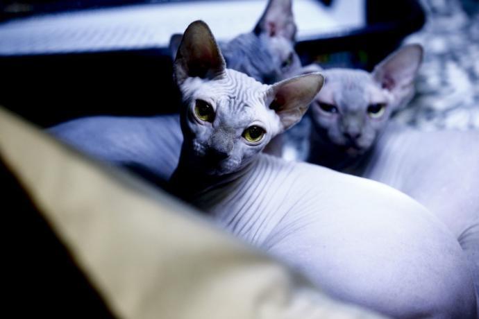 Kediciler Buraya! Kedi Show "Catsburg" Moskova 2019 Başladı (Foto Galeri)