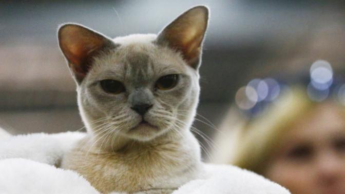 Kediciler Buraya! Kedi Show "Catsburg" Moskova 2019 Başladı (Foto Galeri)