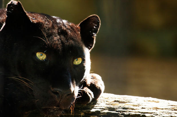 Selfie Çekerken Jaguar Saldırdı!