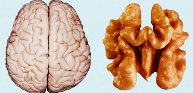 Organlara Benzerliği İle Ün Salmış Sebze Ve Meyveler Nelerdir?