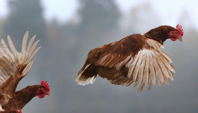 Tavuklardan Görülmemiş Davranış, Birlik Olup Tilkiyi Öldürdüler