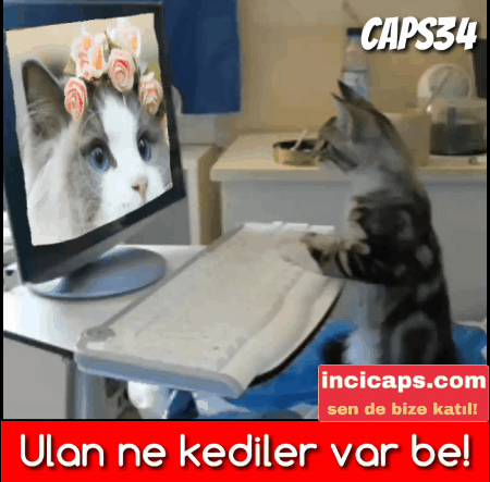 Kedilerin Sevgililer Günü Olan Mart Ayına Özel Sevgili Anları