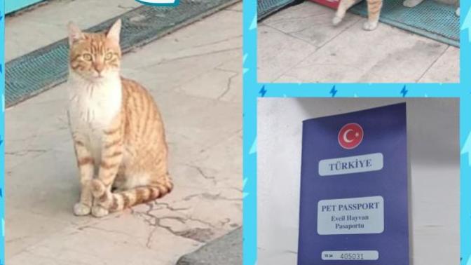 Fenomen Kedi Bıcır A101'de İşe Başladı!