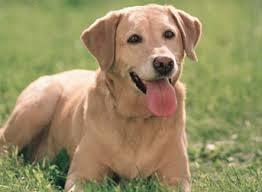 Köpekleri Tanıyalım?