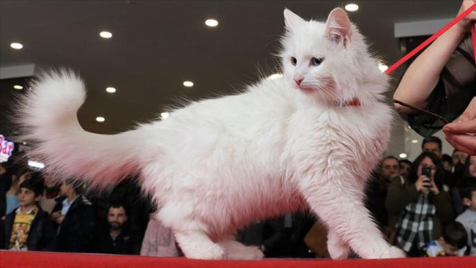 İşte En Güzel Van Kedisi (Foto Haber)