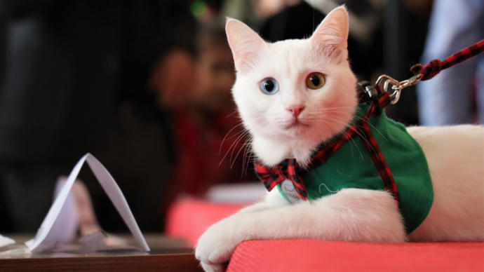 İşte En Güzel Van Kedisi (Foto Haber)