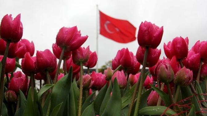 Toprak Olmadan Lale Yetiştirmek İsteyenlere Altın Bilgiler