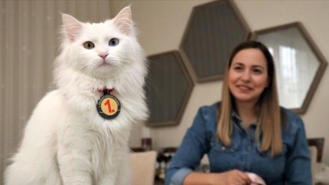 En Güzel Van Kedisi Seçilen Spak'ın Güzellik Sırları