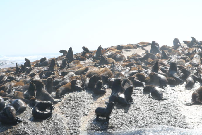 Güney Afrika'nın Kalbi Cape Town Hakkında Her Şey!