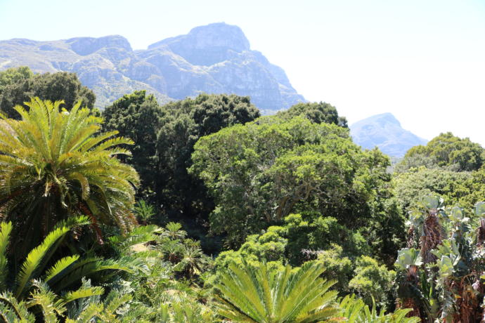 Güney Afrika'nın Kalbi Cape Town Hakkında Her Şey!