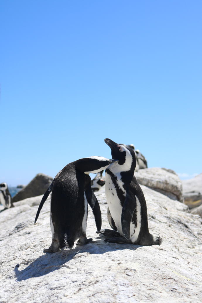 Güney Afrika'nın Kalbi Cape Town Hakkında Her Şey!