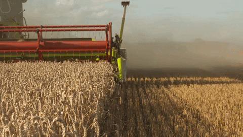 Çölde Bile Tarım Yapılabileceğinin Kanıtı: Sundrop Farm ile Çölde Endüstriyel Tarıma Bakış!