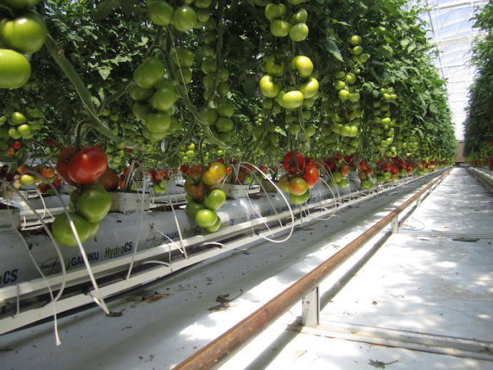 Çölde Bile Tarım Yapılabileceğinin Kanıtı: Sundrop Farm ile Çölde Endüstriyel Tarıma Bakış!