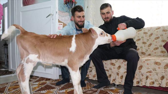 Annesi Ölen Buzağı Evde Biberonla Besleniyor
