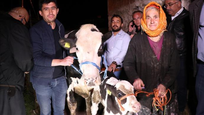 İneği Ölen Sabiha Özel'e Tarım Bakanlığı Yardım Eli Uzattı