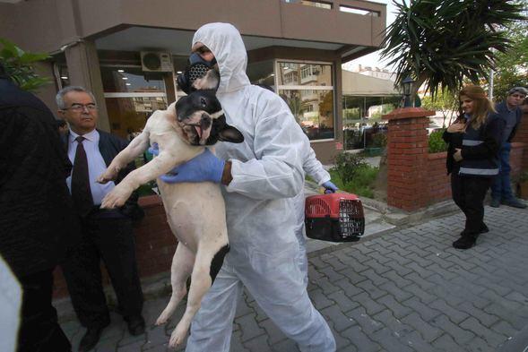 İzmir'de Şikayet Üzerine Bir Eve Giren Ekipler 47 Kedi, 6 Köpek ve 1 Kaplumbağa İle Karşılaştı!
