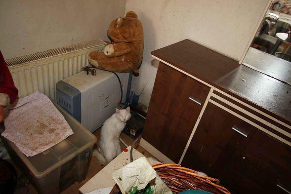 İzmir'de Şikayet Üzerine Bir Eve Giren Ekipler 47 Kedi, 6 Köpek ve 1 Kaplumbağa İle Karşılaştı!