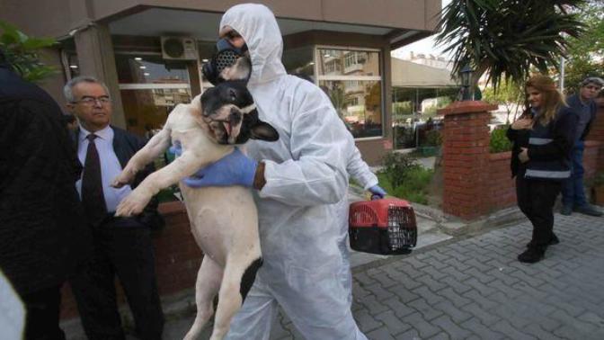 İzmir'de Şikayet Üzerine Bir Eve Giren Ekipler 47 Kedi, 6 Köpek ve 1 Kaplumbağa İle Karşılaştı!