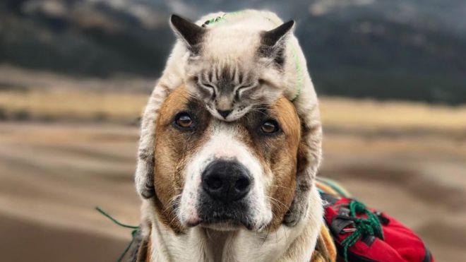 Araştırma: Evlerinde Köpek Besleyenler Kedi Besleyenlerden Daha Mutlu