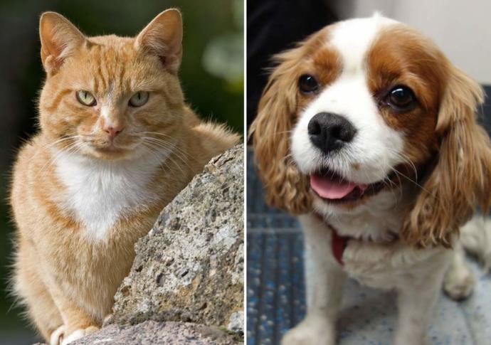 Araştırma: Evlerinde Köpek Besleyenler Kedi Besleyenlerden Daha Mutlu