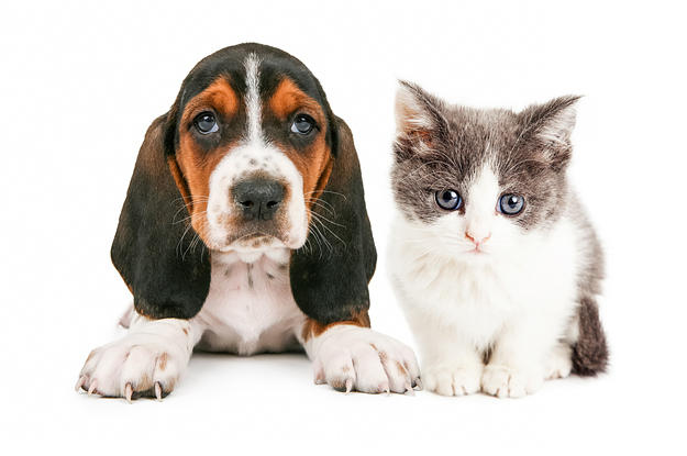 Araştırma: Evlerinde Köpek Besleyenler Kedi Besleyenlerden Daha Mutlu