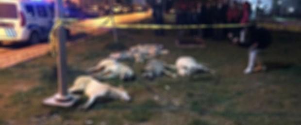 Ankara Batıkent'te 13 Köpek Zehirlenerek Öldürüldü