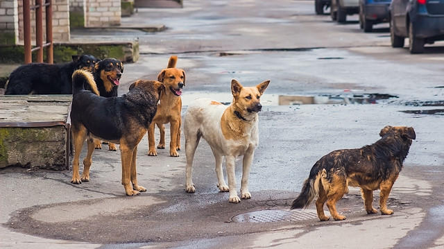 Ankara Batıkent'te 13 Köpek Zehirlenerek Öldürüldü
