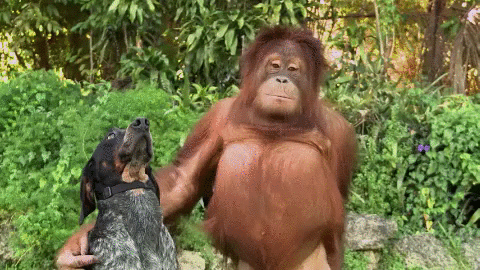 Sen köpeksin, orangutan değil :P