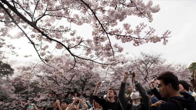 Japonya'da Sakura Ağaçları Çiçek Açtı (Muhteşem Görüntüler)