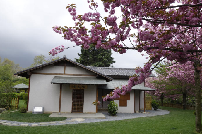Japonya'da Sakura Ağaçları Çiçek Açtı (Muhteşem Görüntüler)