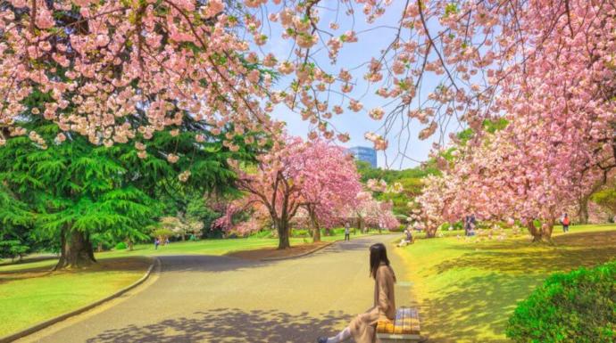 Sakura Ağaçları